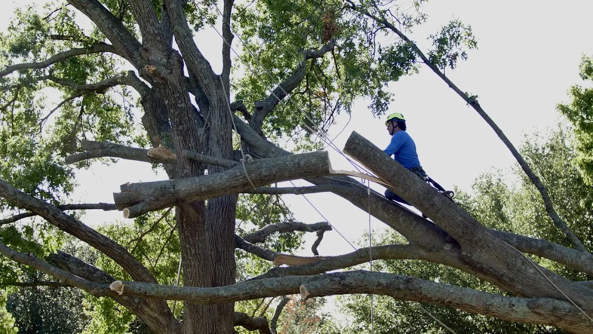 Professional Hazardous Tree Removal performed by certified arborists in Smarr
