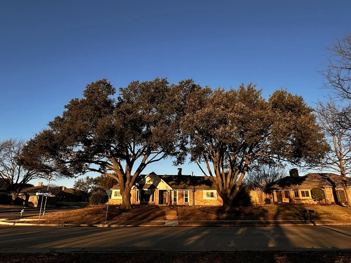 Established residential canopy tree shading a home in Smarr